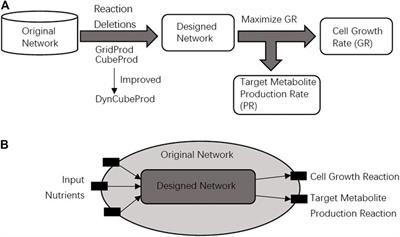 Dynamic Solution Space Division-Based Methods for Calculating Reaction Deletion Strategies for Constraint-Based Metabolic Networks for Substance Production: DynCubeProd